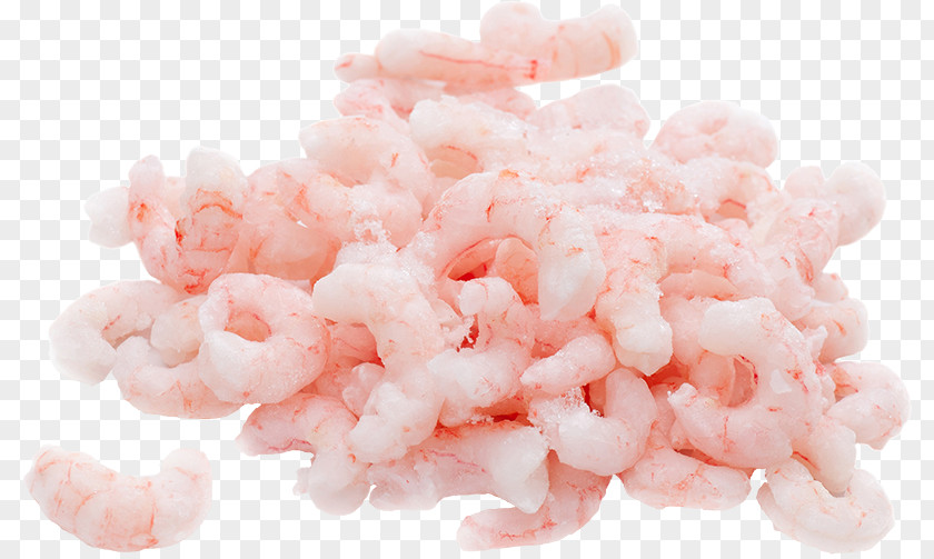 Shrimps Caridea Prawn Whiteleg Shrimp Chennai PNG