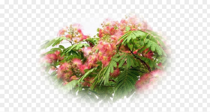 Tree Albizia Julibrissin Acacia Honey Locust Legumes PNG