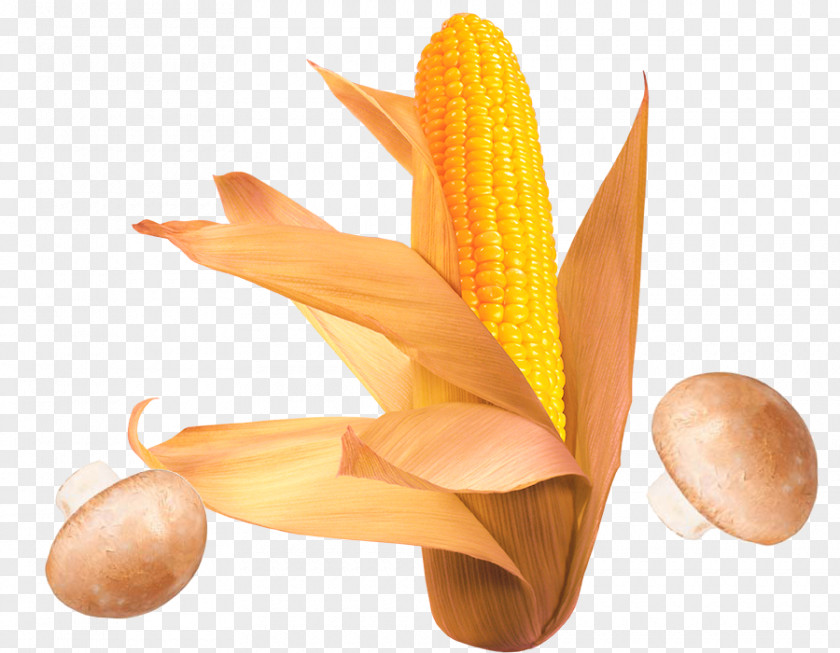 Corn Cobs On The Cob Waxy Flint Sweet PNG