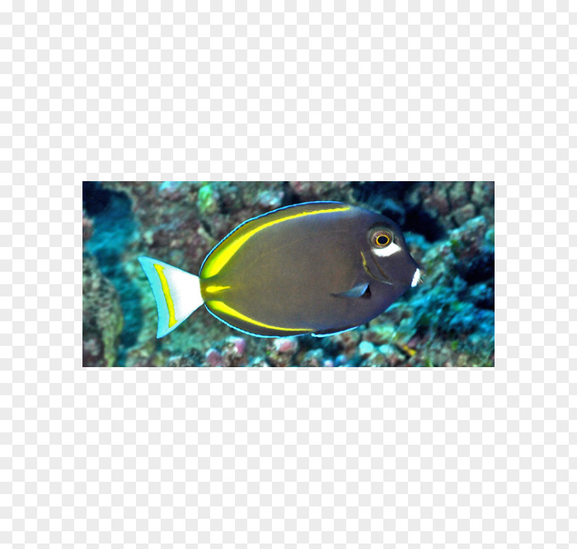 Fish Whitecheek Surgeonfish Yellowfin Aquarium Coral Reef PNG
