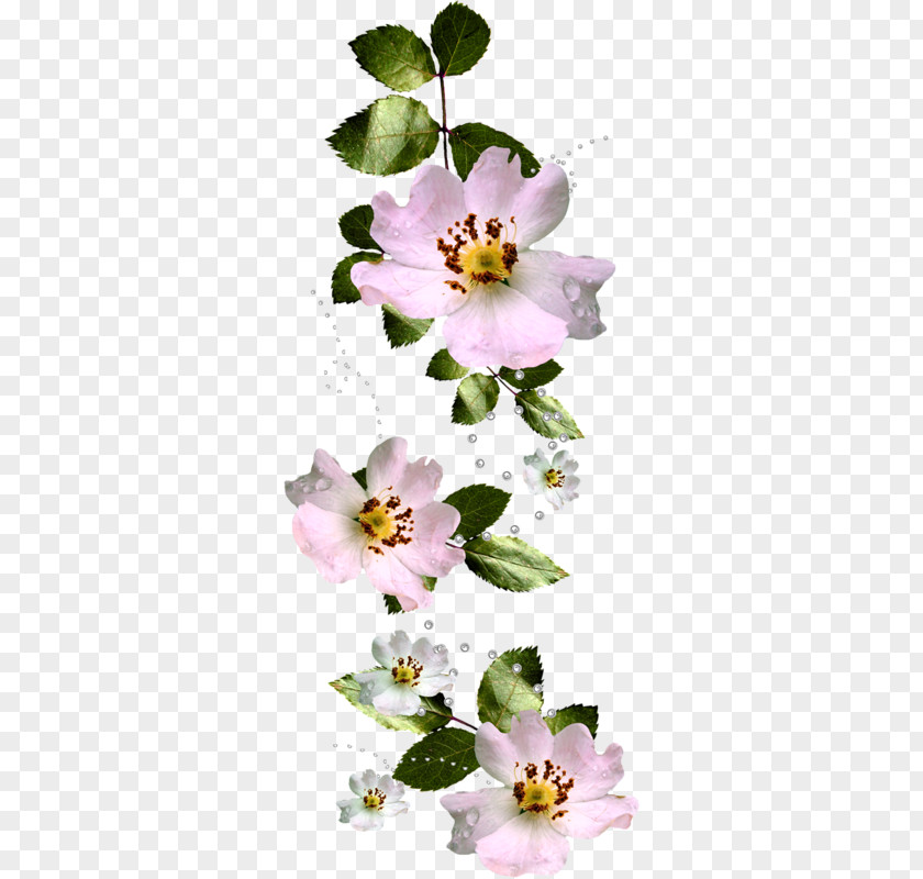 Flower Petal Favourite Flowers Of Garden And Greenhouse Roses Clip Art PNG