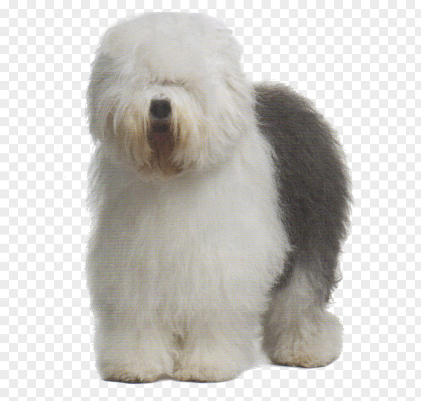 Old English Sheepdog Sheltie Tibetan Terrier Greater Swiss Mountain Dog Australian Cattle PNG