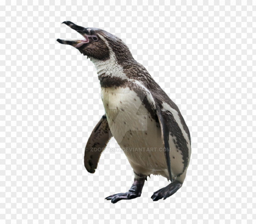 Penguin Bird Image Transparency PNG