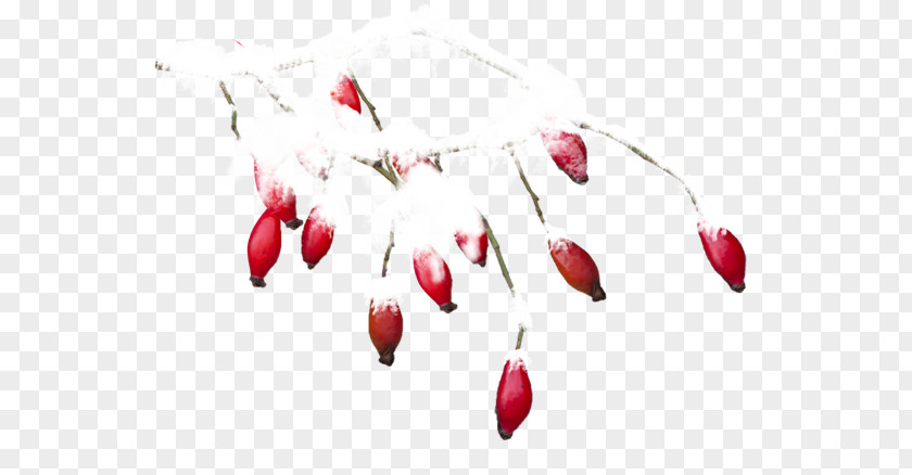 Twig Flowering Plant Heart PNG