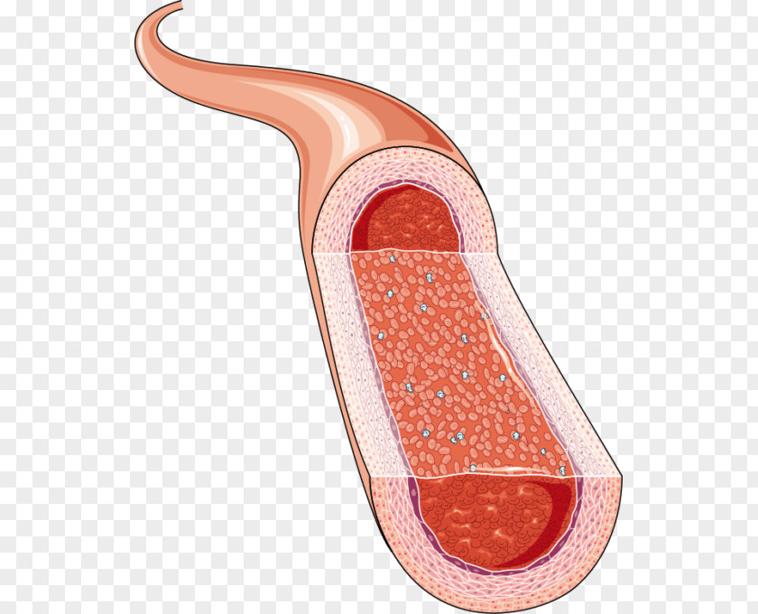 Blood Vein Artery Cardiology Phlebology Arteriole Medicine PNG