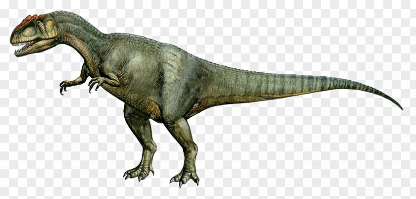 Dinosaur Daspletosaurus Allosaurus Albertosaurus Pachycephalosaurus Tyrannosaurus PNG