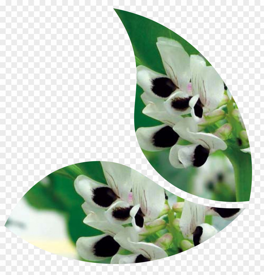 Fanfare Seed Plants Agriculture Broad Bean PNG