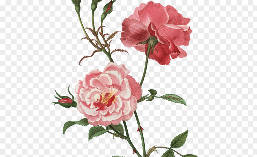 Flower Botanical Illustration Botany Garden Roses Cabbage Rose PNG
