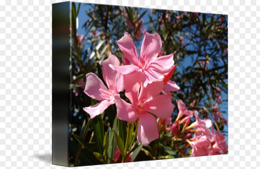 Plant Pink M Flowering RTV Wildflower PNG
