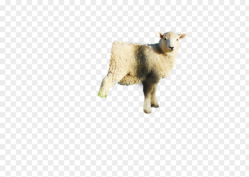 Sheep Aoraki / Mount Cook Iced Coffee Goat PNG