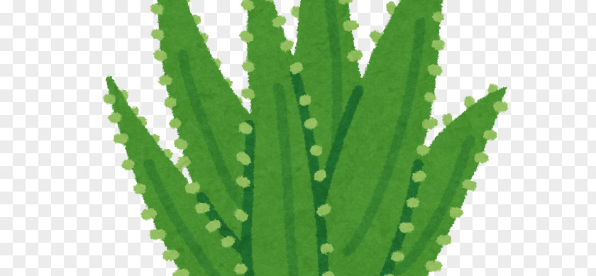Aloe Plant Triangle Cactus Vera Leaf Medicinal Plants PNG