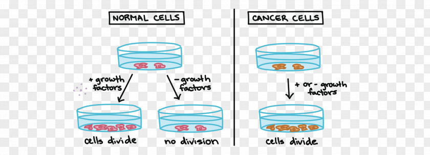 Cancer Cell Cartoon Cycle Mitosis Growth PNG