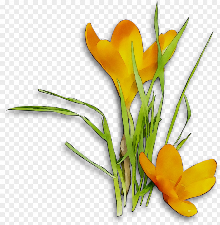 Crocus Floral Design Cut Flowers Plant Stem PNG