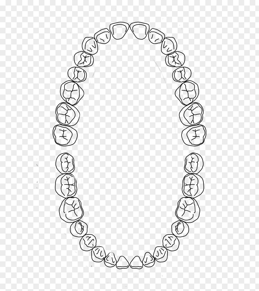Dental Arch Human Tooth Dentistry Midline PNG