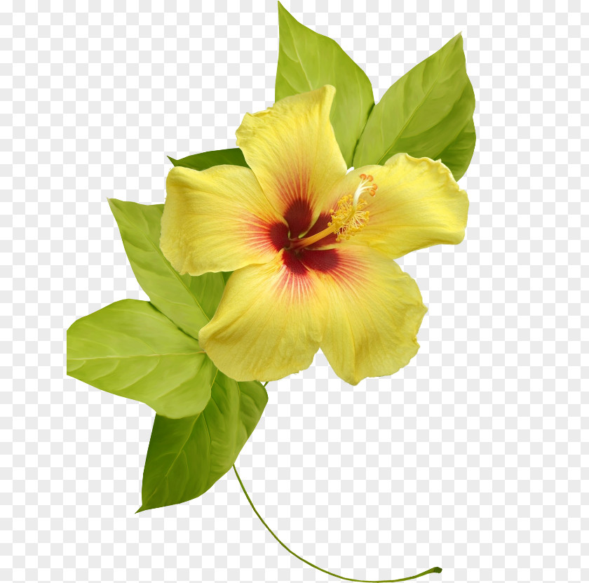 Flower Rosemallows Yellow Clip Art PNG