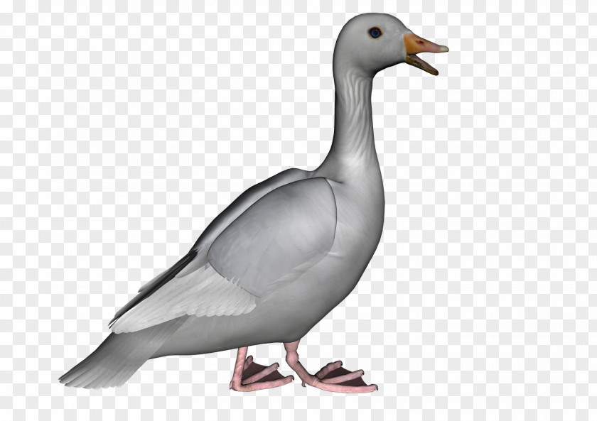 Goose Photos Clip Art PNG