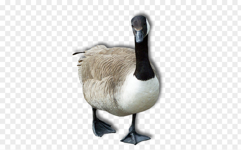 Goose PNG clipart PNG