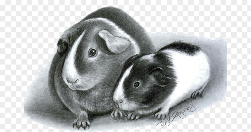 Guinea Pigs Teddy Pig Drawing Realistic Pets From Photographs PNG
