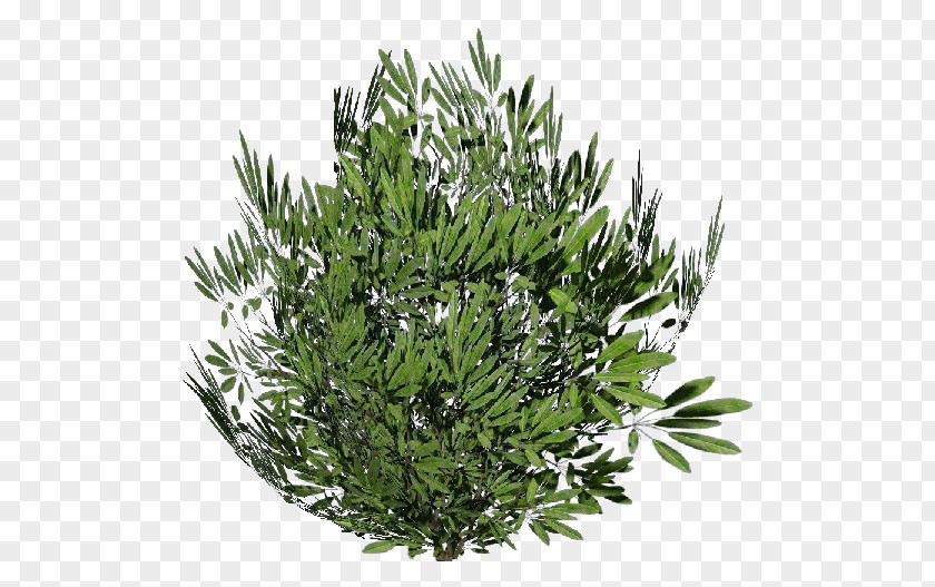 Lavanda Tree Plant Common Ivy Oleander Shrub PNG