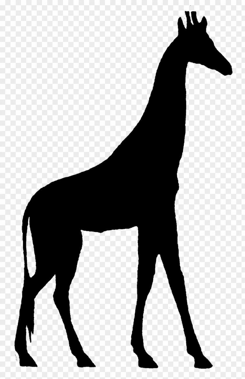 M Neck Mustang Giraffe Stallion Black & White PNG