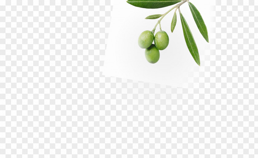Olive Desktop Wallpaper Computer Superfood Branching PNG