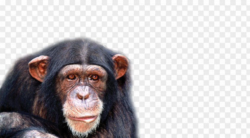 Apes And Monkeys Chimpanzee Genome Project Monkey PNG
