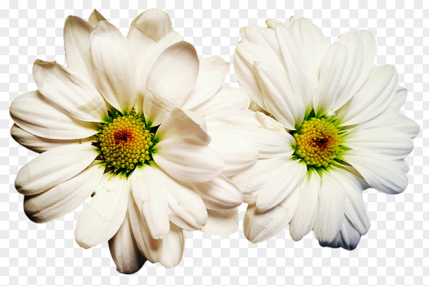 Chrysanthemum Oxeye Daisy Roman Chamomile Transvaal Family PNG
