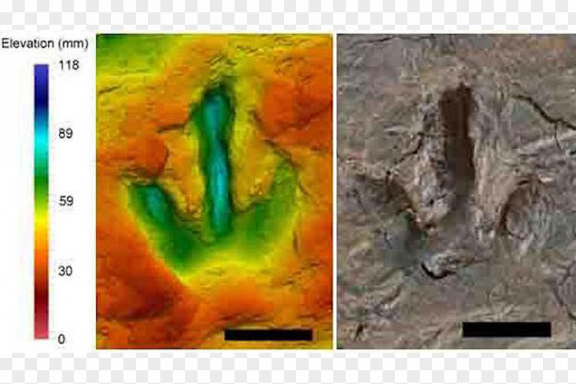 Dinosaur Megalosaurus Meat-Eating Dinosaurs Footprint Fossil PNG