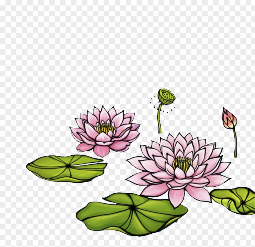 Hand-painted Lotus Illustration PNG