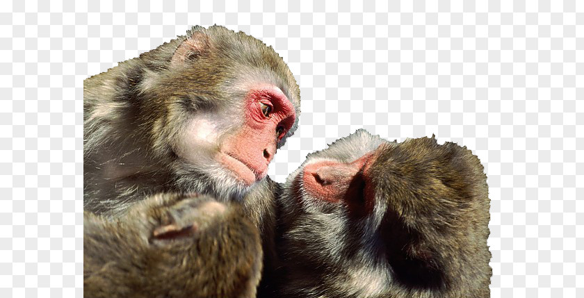 Look At Each Other Two Monkeys Gorilla Japanese Macaque Rhesus Primate Monkey PNG