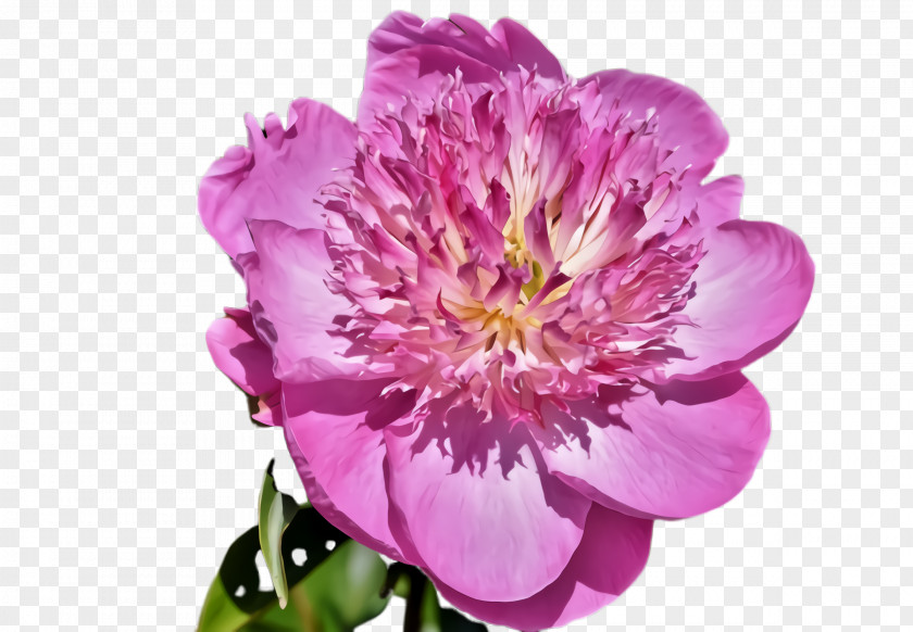 Magenta Chinese Peony Flower Flowering Plant Petal Pink PNG