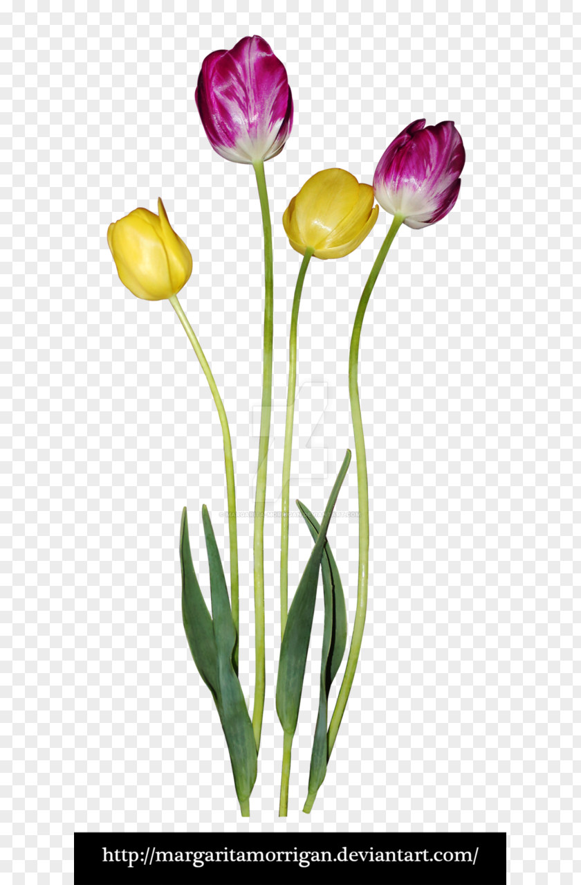 Tulip Flower Plant Stem Petal PNG
