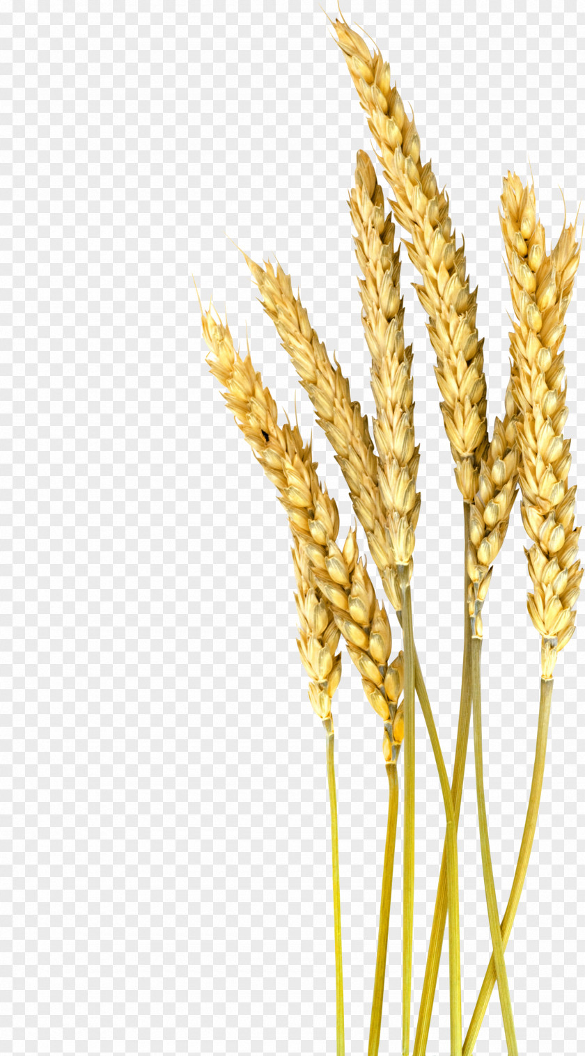 Wheat Einkorn Barley Cereal Oat Foxtail Millet PNG