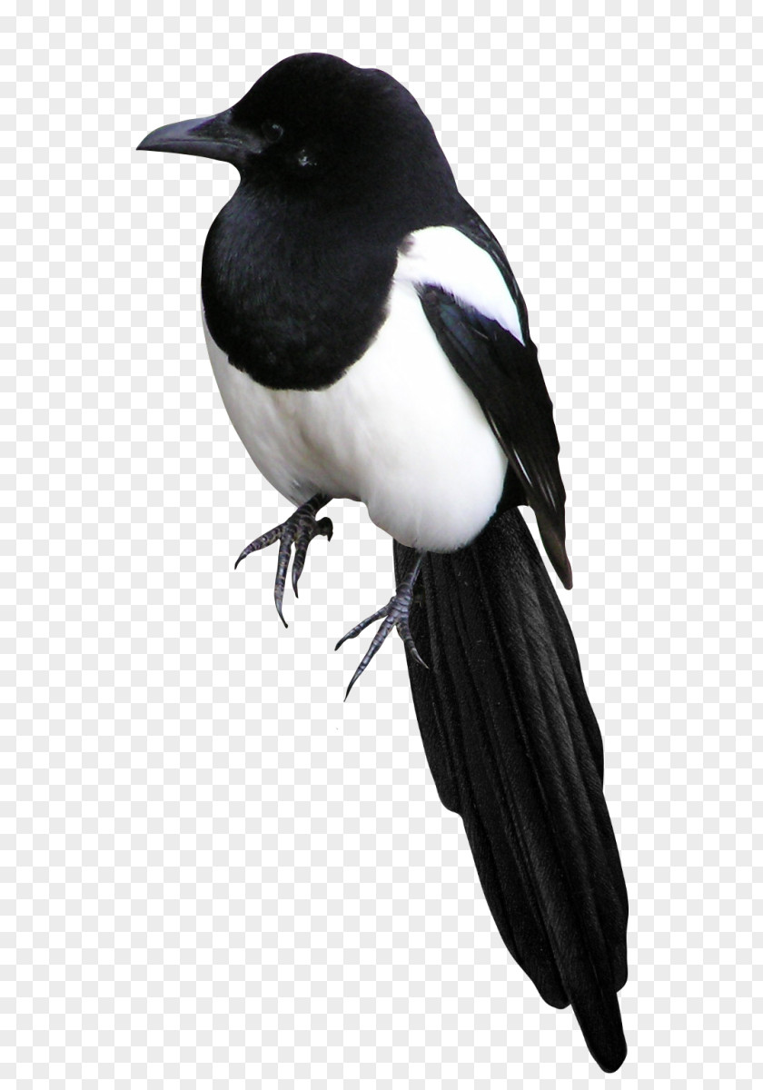 Bird Eurasian Magpie Clip Art PNG