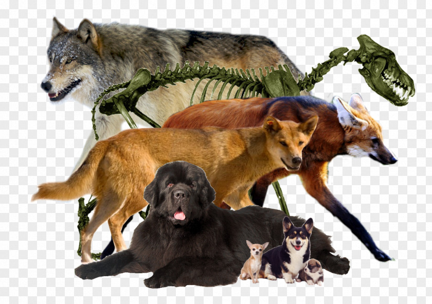 Dog Breed Coyote Fur PNG