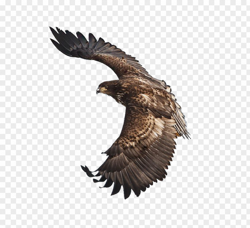 Eagles Fly Decorated Bald Eagle Bird Stellers Sea Art PNG