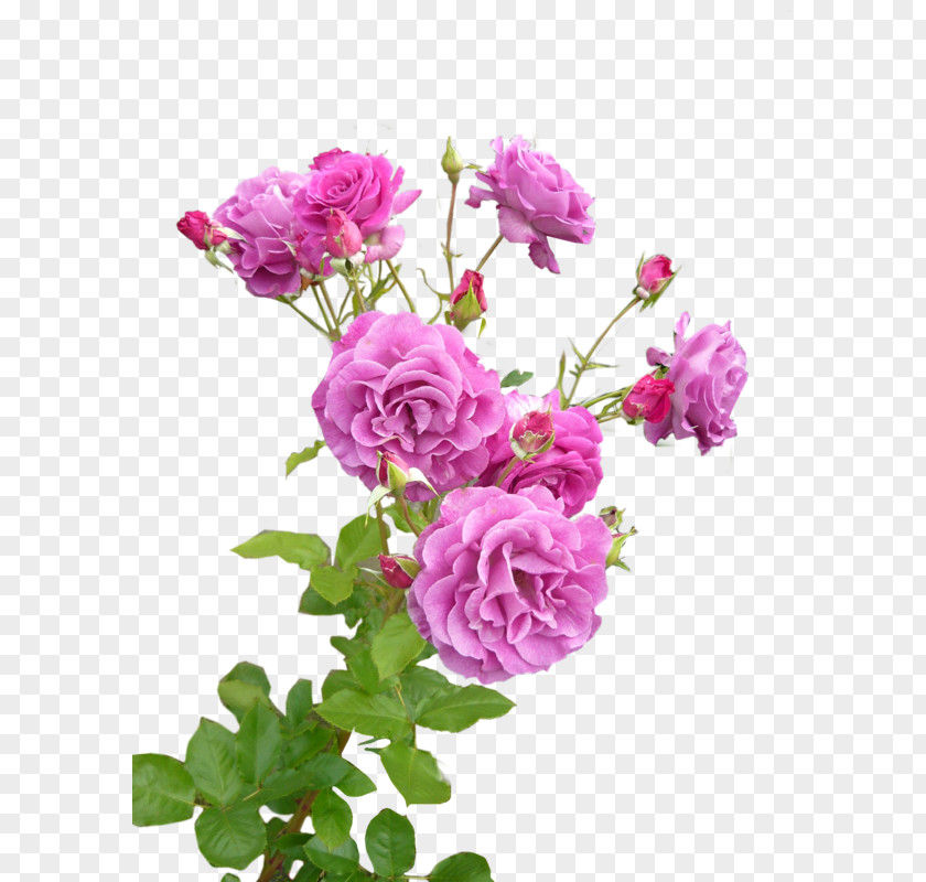 Flower Garden Roses Cabbage Rose Pink Lavender PNG