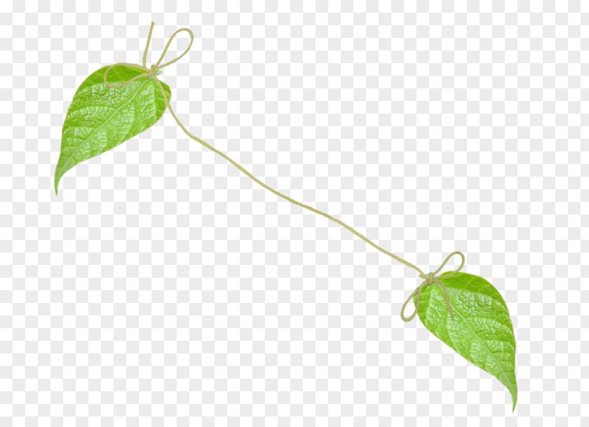 Leaf Branch Clip Art Plant Stem PNG