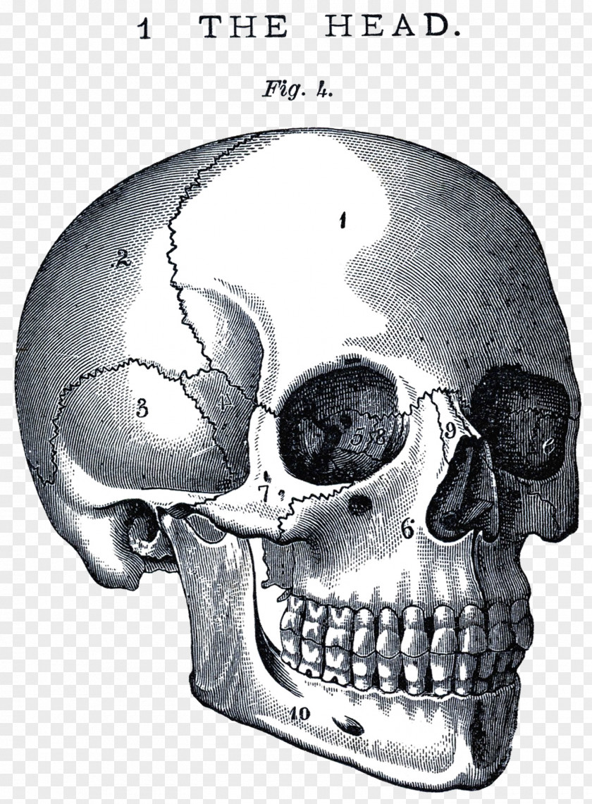 Life And Death Skull Anatomy Neurocranium Human Body Clip Art PNG