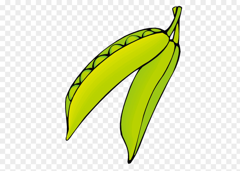 Peas Pea Euclidean Vector Vegetable Clip Art PNG