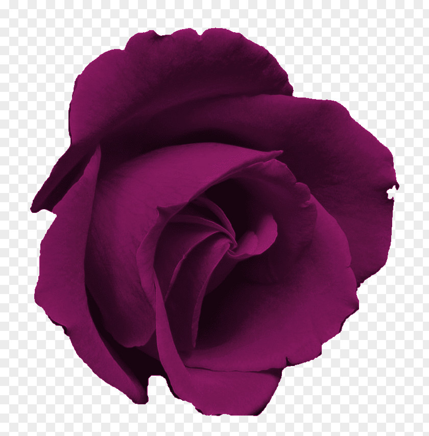 Purple Flower Blue Rose Clip Art PNG