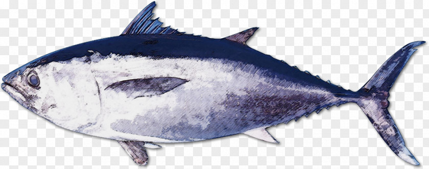 Fish Kindai University Oma Pacific Bluefin Tuna Seafood PNG