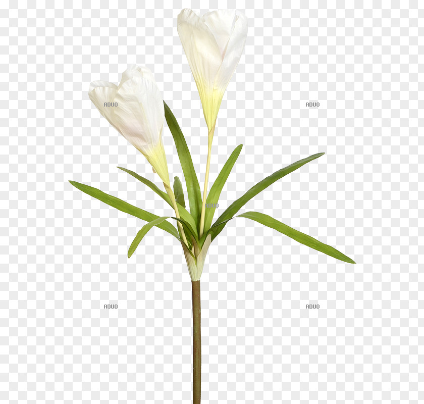 Walter Langnickel GmbHCrocus Crocus Iris Family Plant Cut Flowers Dekomarkt.de PNG