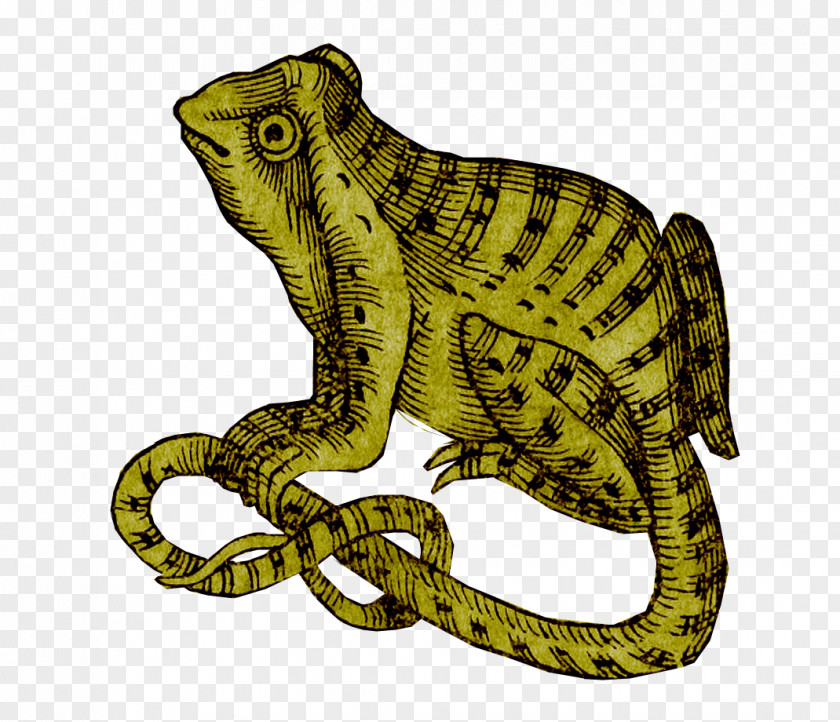 Amphibian Reptile Fauna Terrestrial Animal PNG