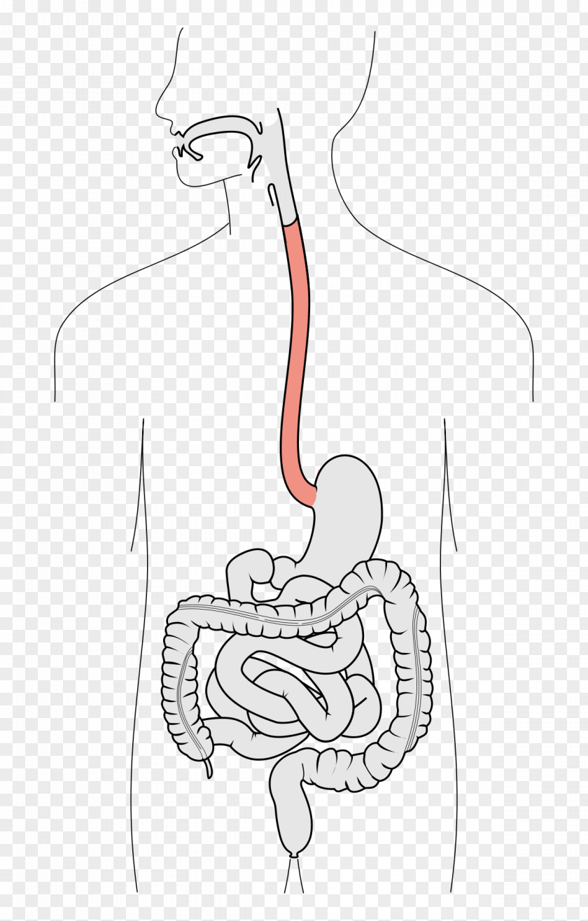Anatomy Barrett's Esophagus Swallowing Function Human Digestive System PNG