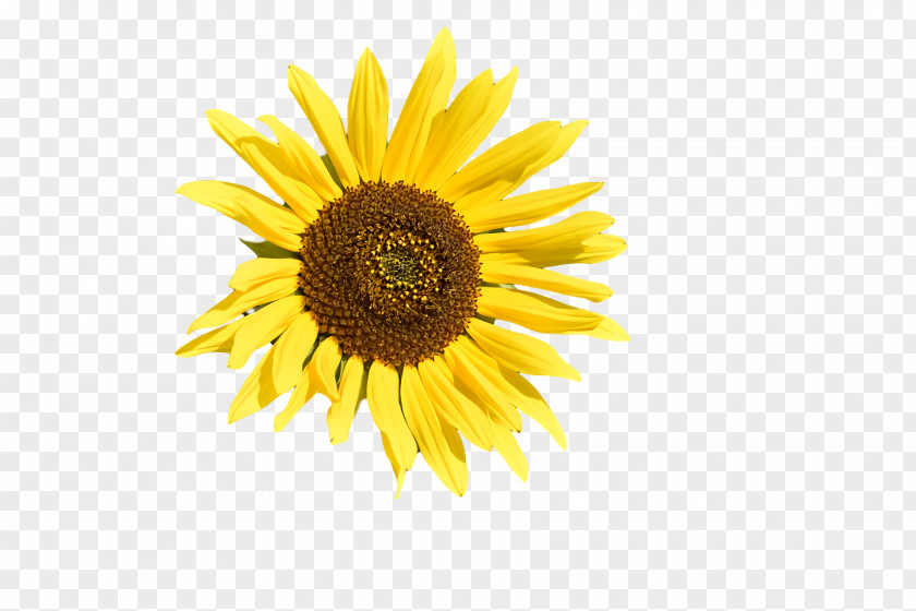 Daisy Family Sunflower Seed Flower Petal Yellow PNG