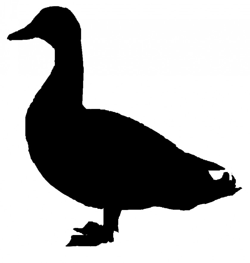 Duck Silhouette Donald Mallard Goose Clip Art PNG