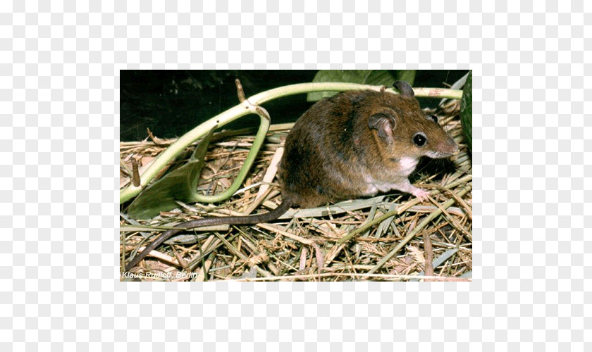Mouse Dormouse Gerbil Rat Hamster PNG