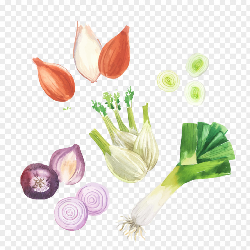 Painted Vegetables Shallot Vegetable Garlic PNG