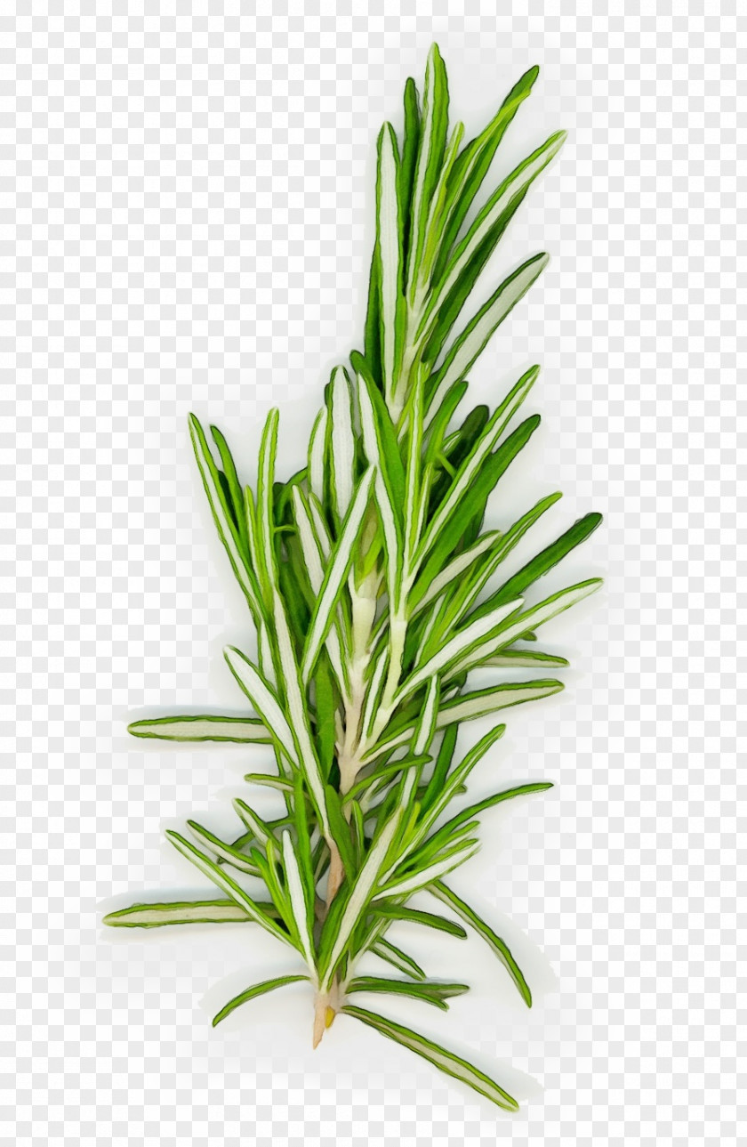 Plant Stem Houseplant Watercolor Flower Background PNG
